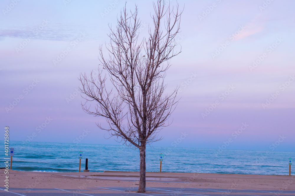 tree on the beach on lake michigan shoreline tree on the beach on lake michigan shoreline