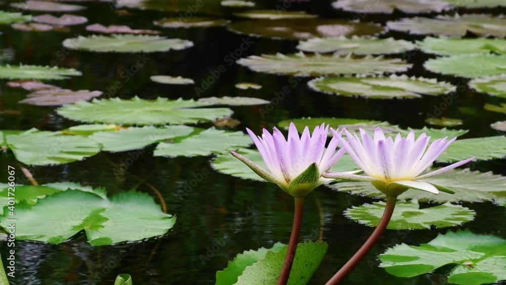 lotus water lily blooming on pond surface lotus water lily blooming on pond surface