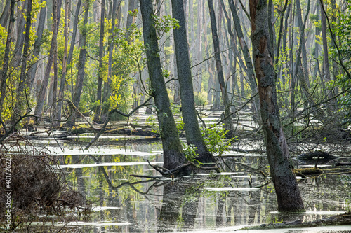 unberührte, wilde Natur in der Nähe von Berlin, das Briesetal