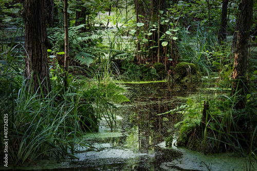 unber  hrte  wilde Natur in der N  he von Berlin  das Briesetal