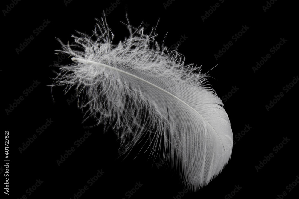 Soft single light white feather isolate on black background.