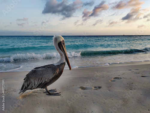 Relaxed pelican on a beach in Aruba