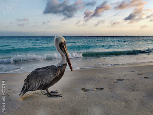 Foto Relaxed pelican on a beach in Aruba
