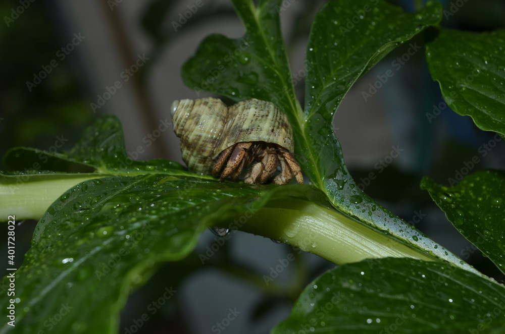 The hermit crabs of Costa Rica are a tourist attraction The hermit crabs of Costa Rica are a tourist attraction