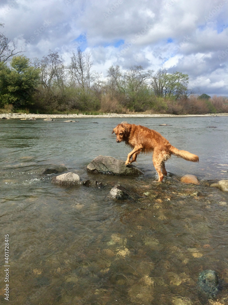 dog on rock in river