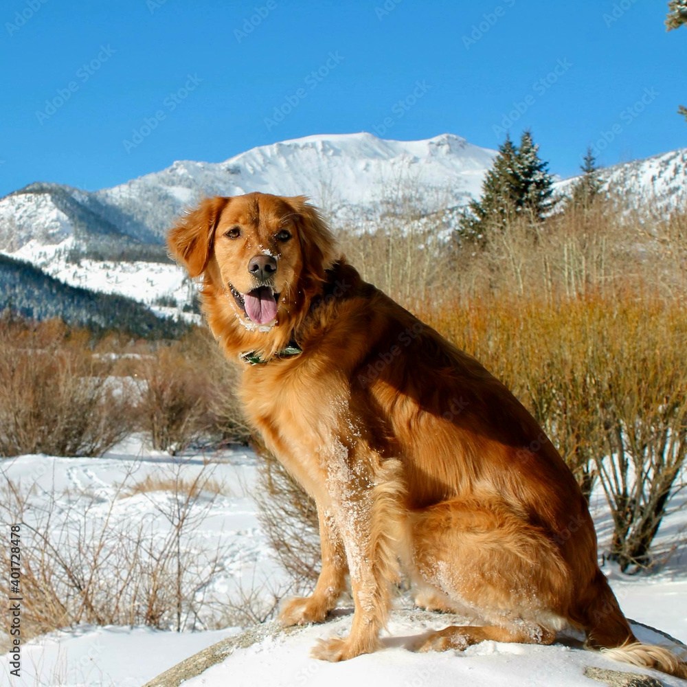 Obraz premium golden retriever in the mountain snow