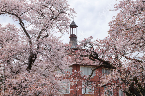桜満開の清春芸術村