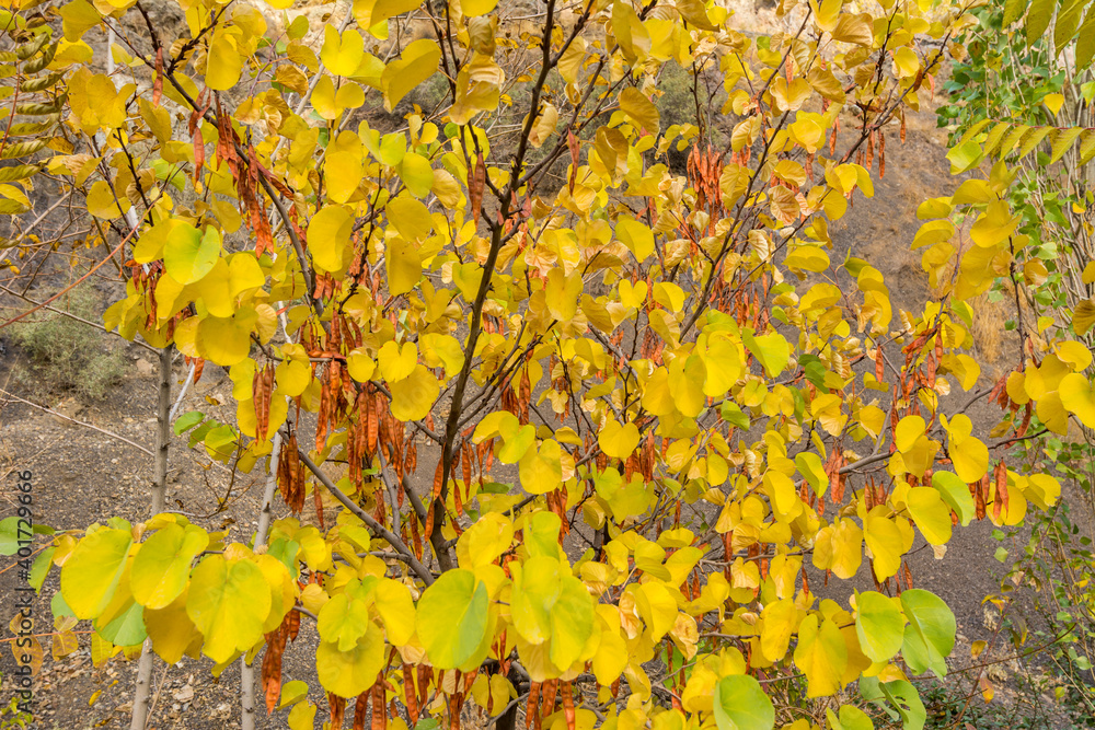 Trees with golden leaves and dry fruits on the roadside to the Tochal mountain in autumn, Tehran, Iran. Tochal is a popular recreational region for Tehran's residents