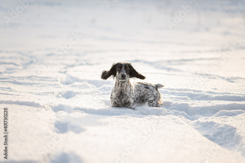 Funny and cute dog spaniel stands in a snowy field.
