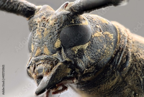 close up of a longhorn beetle © armifauzi
