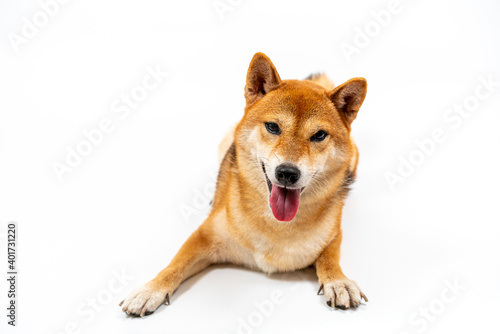 A Shiba sitting on a white background. Japanese dog..