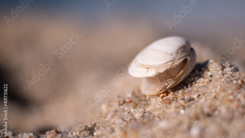 Fotografie, Tablou Clam shell in the sand on sandy beach