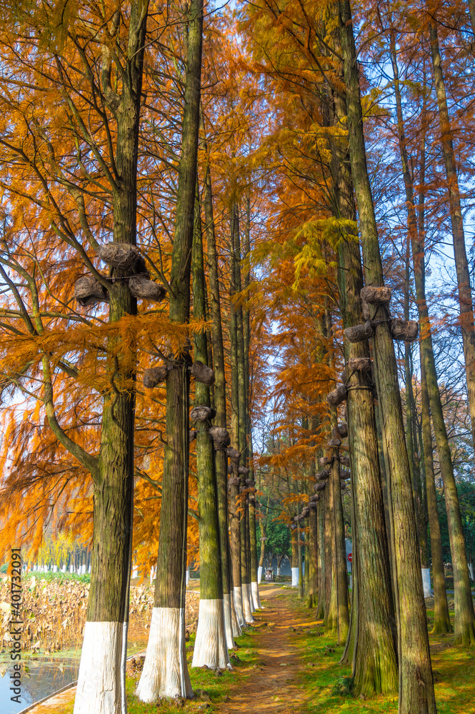 Fototapeta premium Hubei Wuhan East Lake Scenic Area Late Autumn Aerial Photography Scenery
