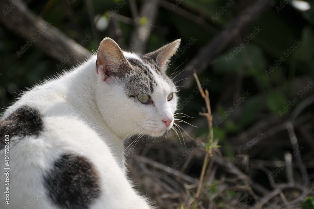 振り向く猫