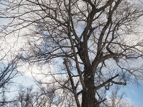 寂し気な冬枯れの木と空 © tawa--mana