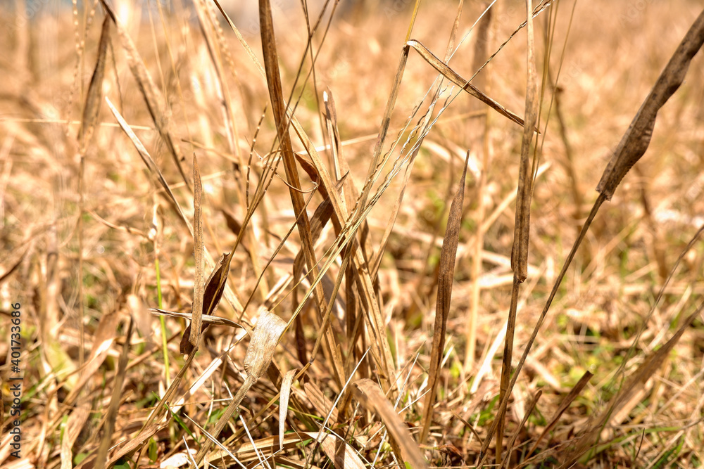 Fototapeta premium beautiful background of dry dead grass
