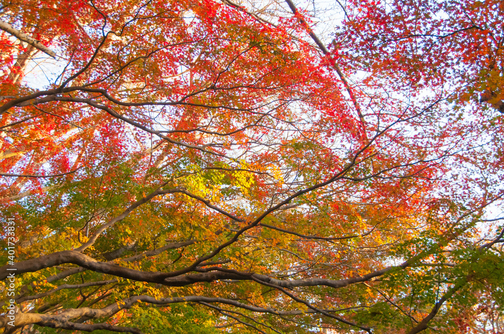 紅葉 紅葉
