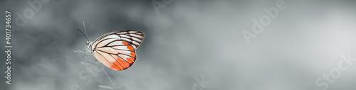 Photography Nature of butterfly and flower in garden using as background butterflies day cov