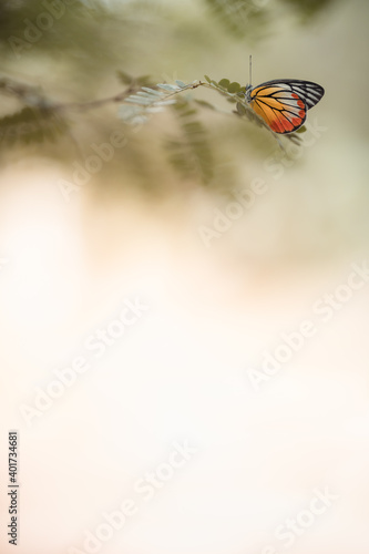 Nature of butterfly and flower in garden using as background butterflies day cover page or banner template brochure landing page wallpaper design