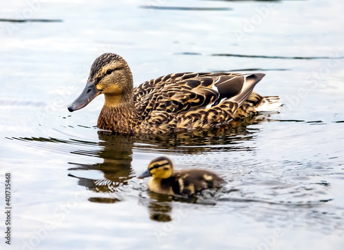 Mallard duck with duckling close-up on the surface of the pond in summer