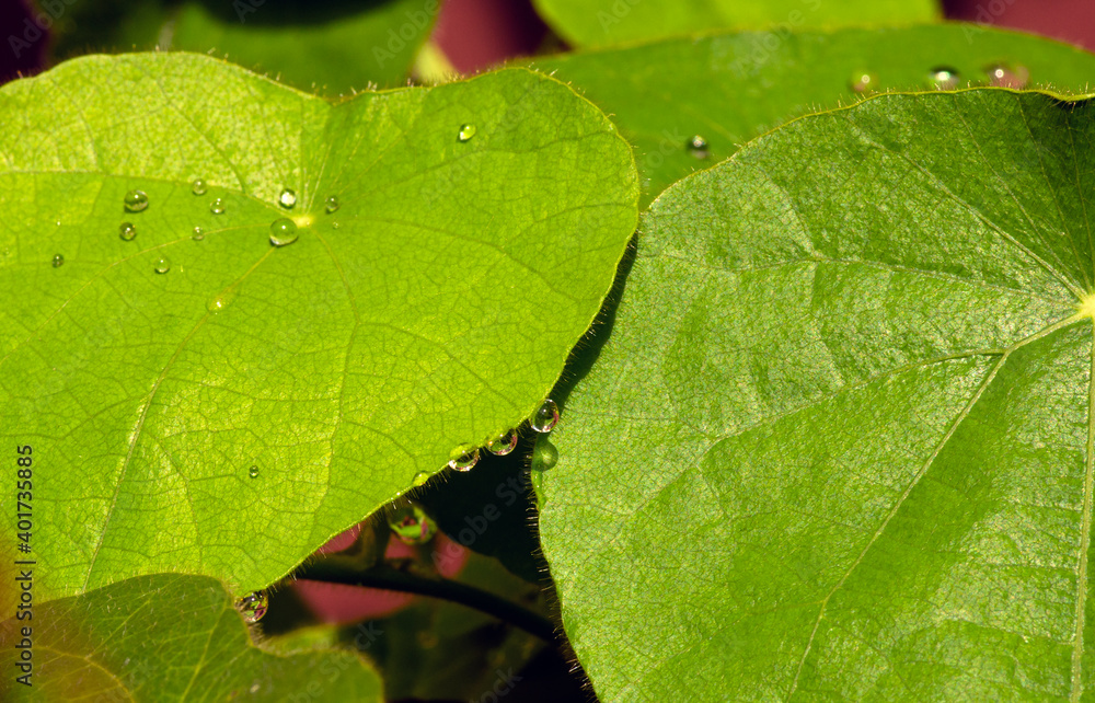 Water droplets on jelly grass leaves in a rainy day, shallow focus Water droplets on jelly grass leaves in a rainy day, shallow focus