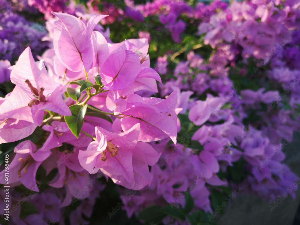 Pink Bougainvillea flowers in the park