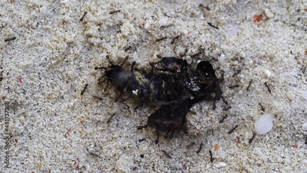 Little black ants drag a large dead butterfly in the sand in Zanzibar island, Tanzania, east Africa, close up Little black ants drag a large dead butterfly in the sand in Zanzibar island, Tanzania, east Africa, close up