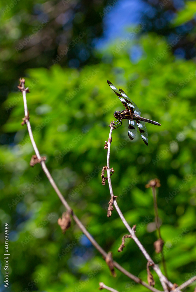 Close up view of a black and white winged dragonfly perched on top of a bare shrub branch with green foliage and blue sky background Close up view of a black and white winged dragonfly perched on top of a bare shrub branch with green foliage and blue sky background