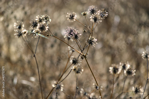 withered wild flowers in the field