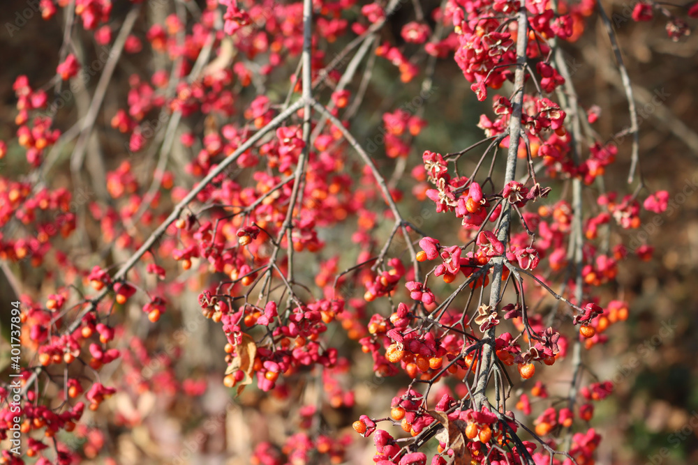Euonymus europaeus tree with pink and orange fruits on branch also called Spindle tree or Winter creeper on winter season Euonymus europaeus tree with pink and orange fruits on branch also called Spindle tree or Winter creeper on winter season