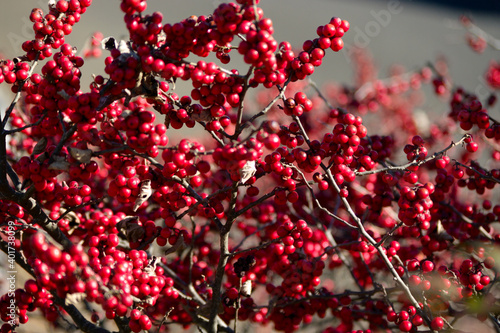 red autumn berries