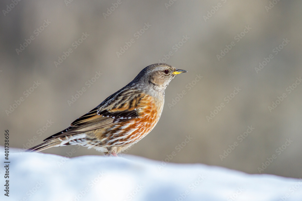 Alpenbraunelle (Prunella collaris) Alpenbraunelle (Prunella collaris)