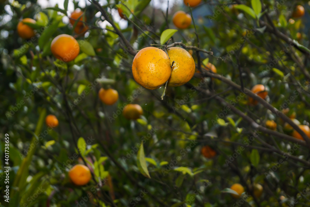 Oranges at Sittong Village, Darjeeling #darjeelingoranges
