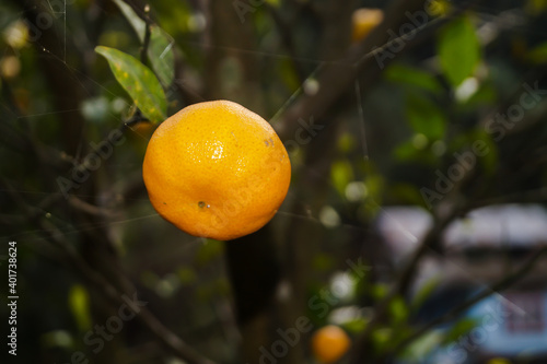 Oranges at Sittong Village, Darjeeling #darjeelingoranges photo