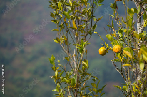 Oranges at Sittong Village, Darjeeling #darjeelingoranges photo