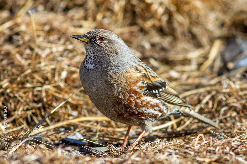 Fototapeta premium Alpenbraunelle (Prunella collaris)
