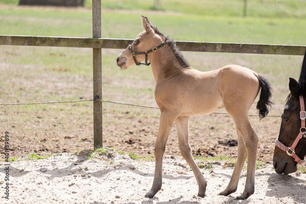 Obraz premium Young newly born yellow foal stands together with its brown mother, part of mare