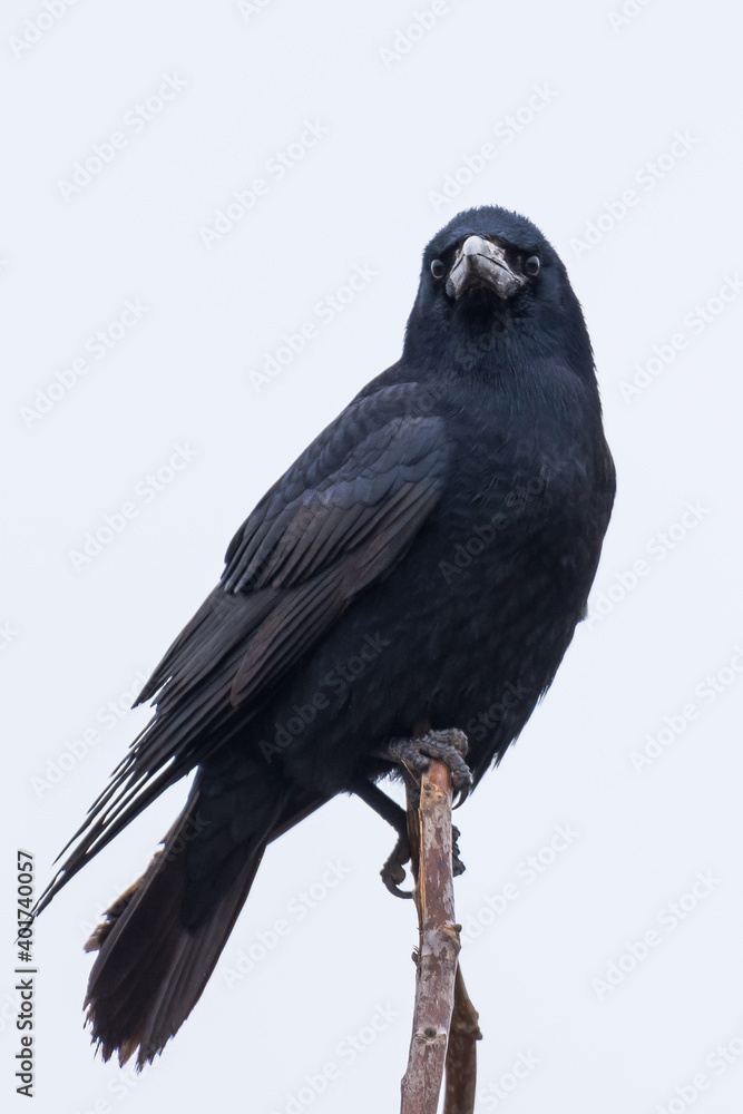 The Portrait of a Beautiful Rook Perched on a Tree in Winter The Portrait of a Beautiful Rook Perched on a Tree in Winter