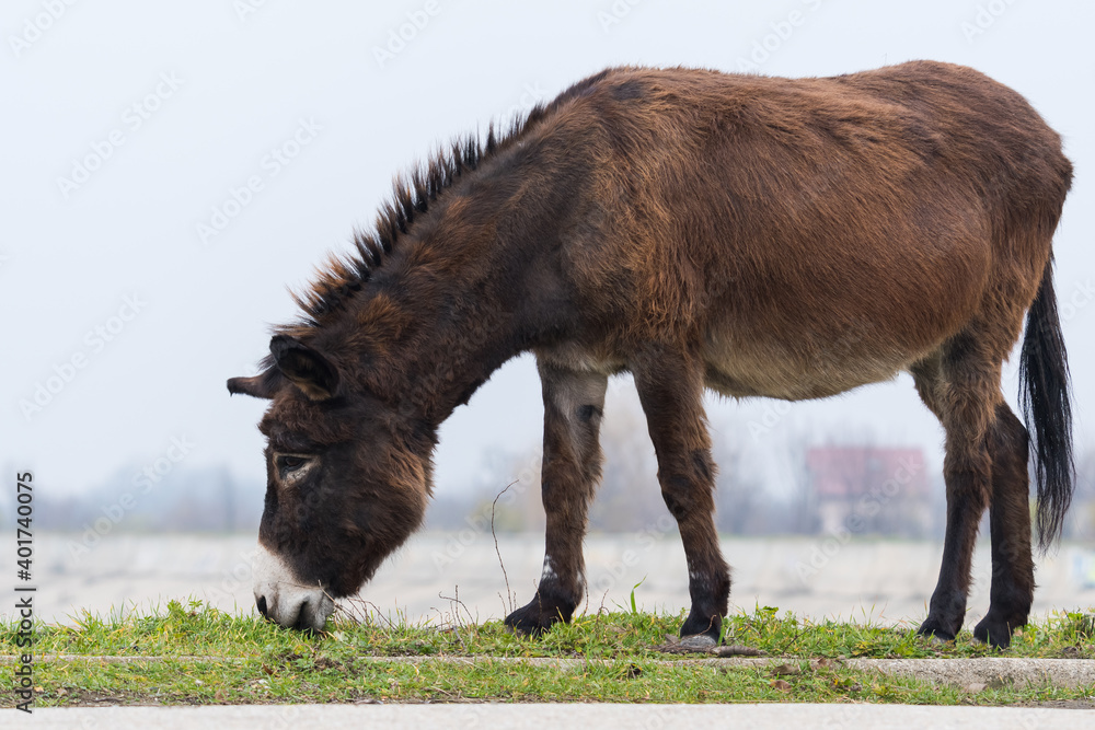 A Brown Donkey Standing by the Lake and Eating Grass on a Cloudy Winter Day A Brown Donkey Standing by the Lake and Eating Grass on a Cloudy Winter Day