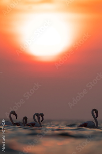Greater Flamingos and beautiful sunrise  Asker coast  Bahrain