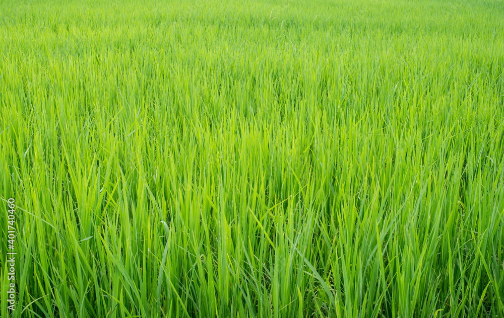 Rice Field isolated on background
