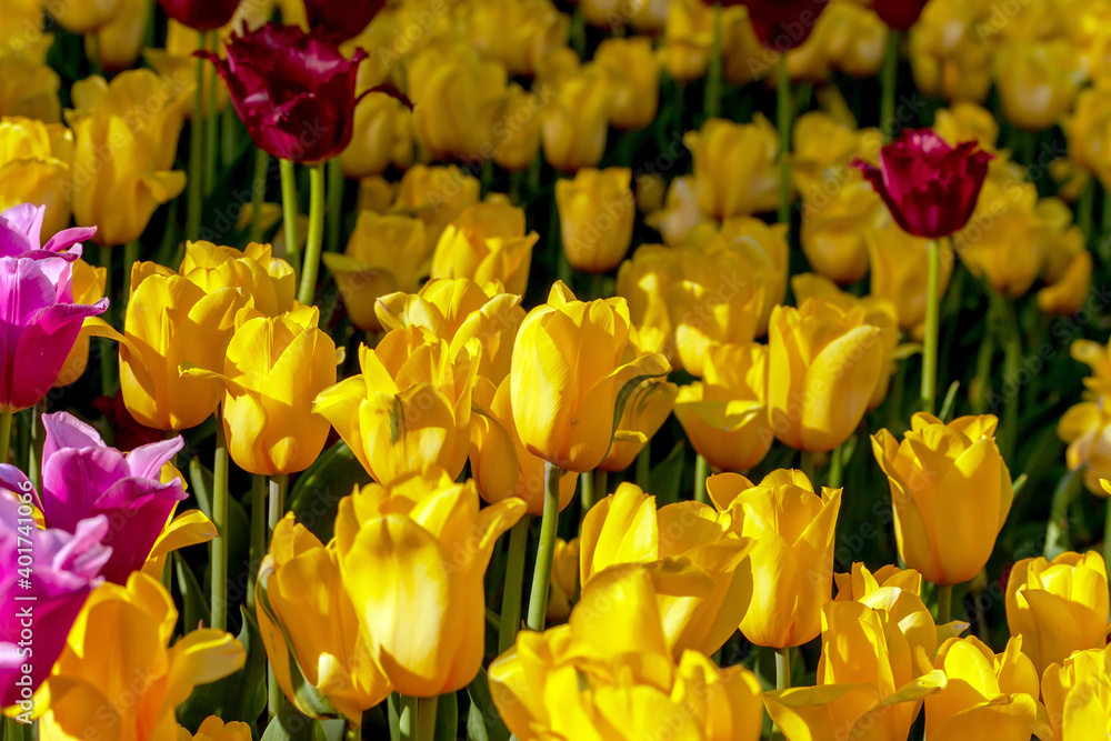Tulip yellow Bulbs Dutch flowers parade illuminating yellow Tulip yellow Bulbs Dutch flowers parade illuminating yellow