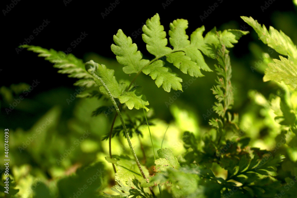 sequence of plants growing in the ground outdoors and green leaf in blur background