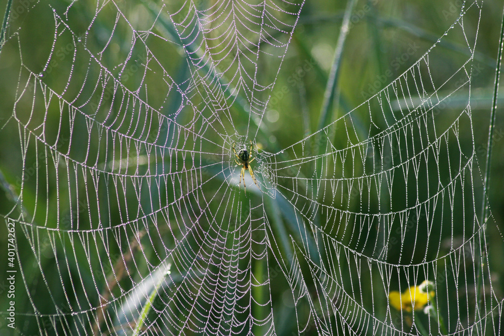 A spider at the center of its web in dew