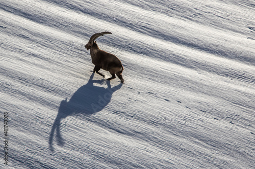 Alpensteinbock (Capra ibex) photo