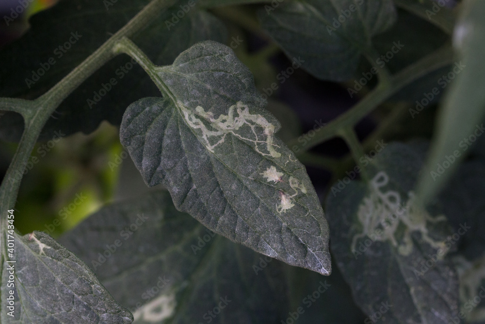 Galerías de la plaga liriomyza en hojas de tomate Galerías de la plaga liriomyza en hojas de tomate
