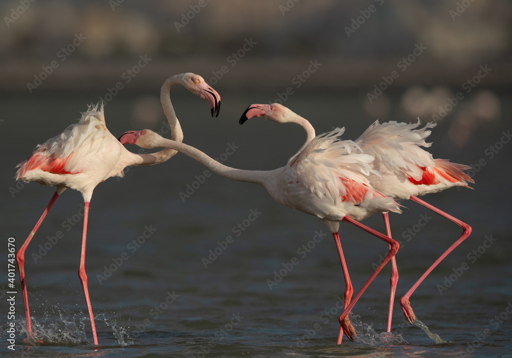Greater Flamingos territory fight while feeding at Eker creek, Bahrain Greater Flamingos territory fight while feeding at Eker creek, Bahrain