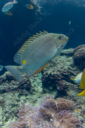 魚の遊泳