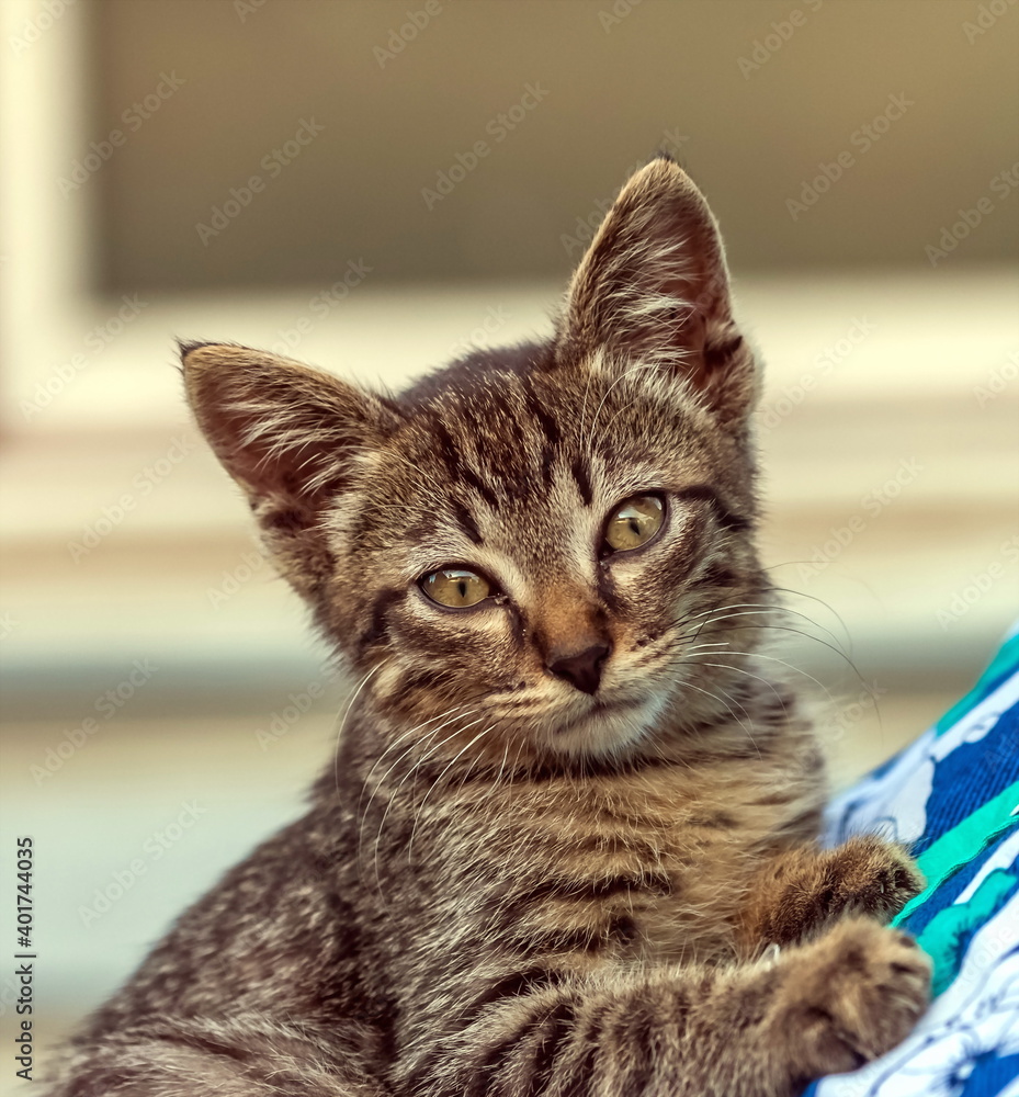 Home kitten on a woman's chest close-up on the background of the house wall