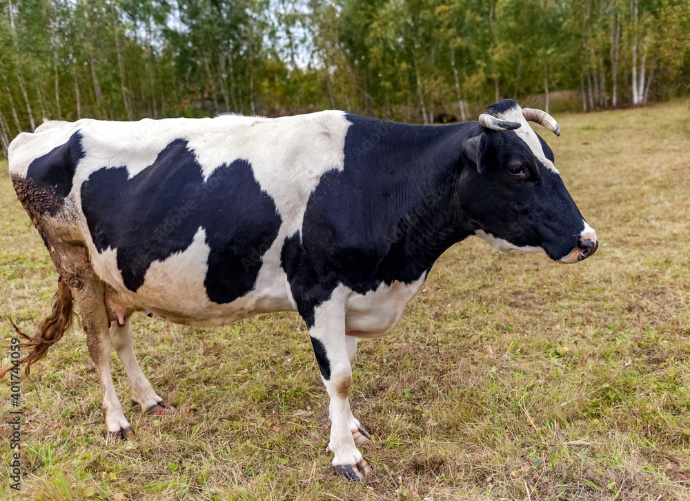 Black and white cow on a background of grass, birches and sky in summer